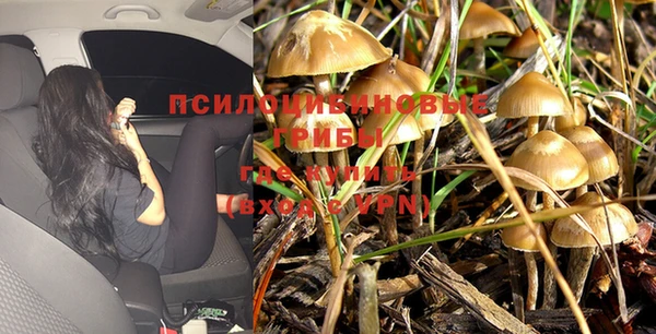 дмт Богданович