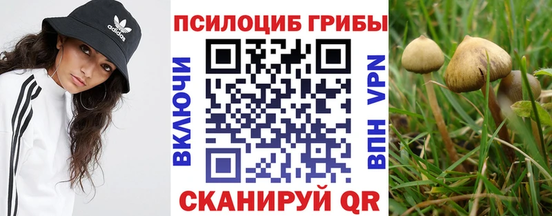 купить   Великие Луки  Галлюциногенные грибы прущие грибы 